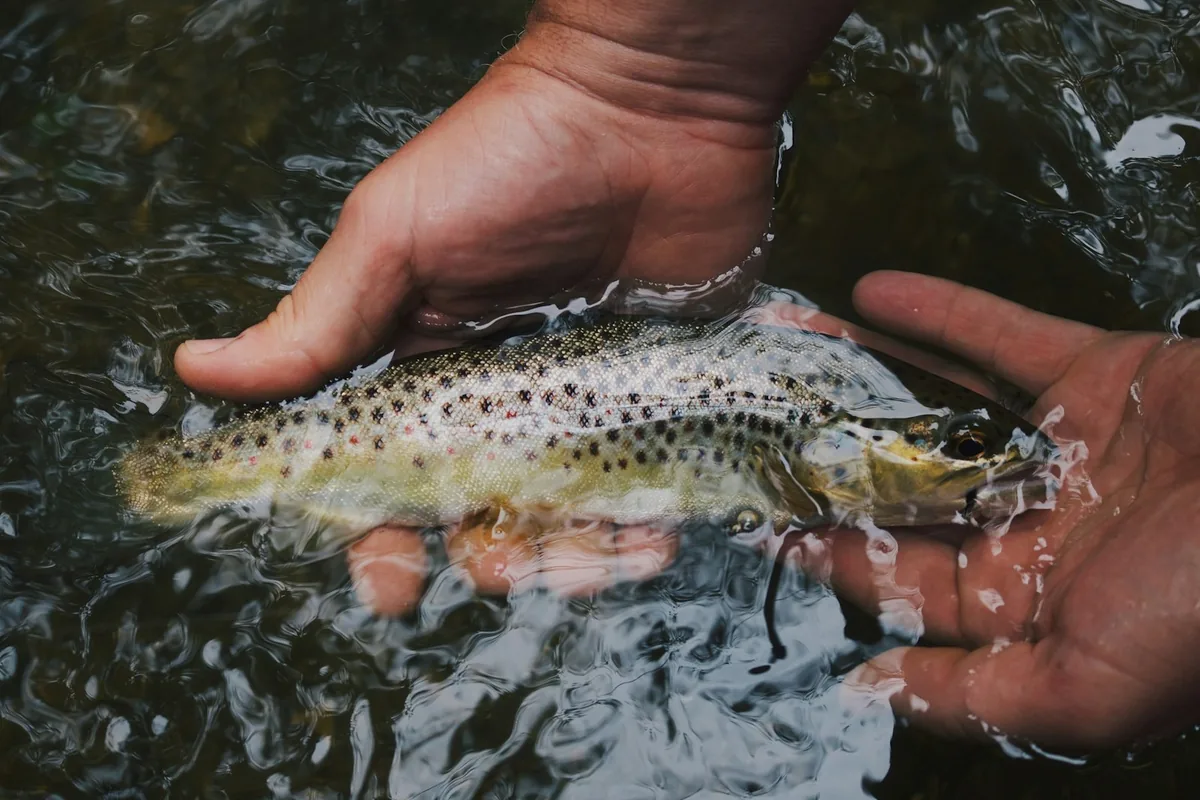 Peixe seguro com as mãos molhadas antes da devolução à água