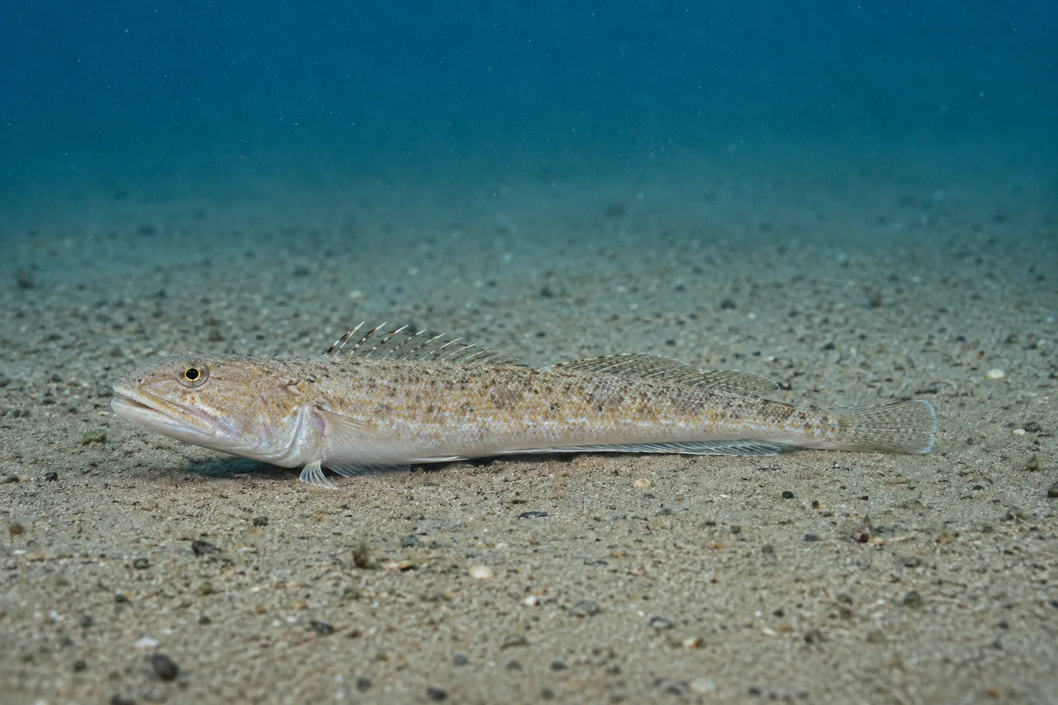 Peixe-aranha (Trachinus spp.) — fotografia da espécie, ficha do Pesca Portugal