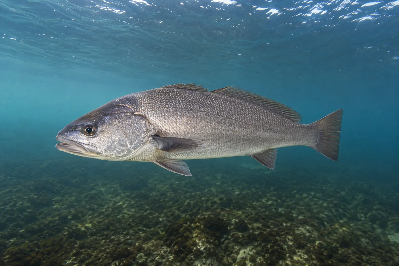 Corvina (Argyrosomus regius) — fotografia da espécie, ficha do Pesca Portugal
