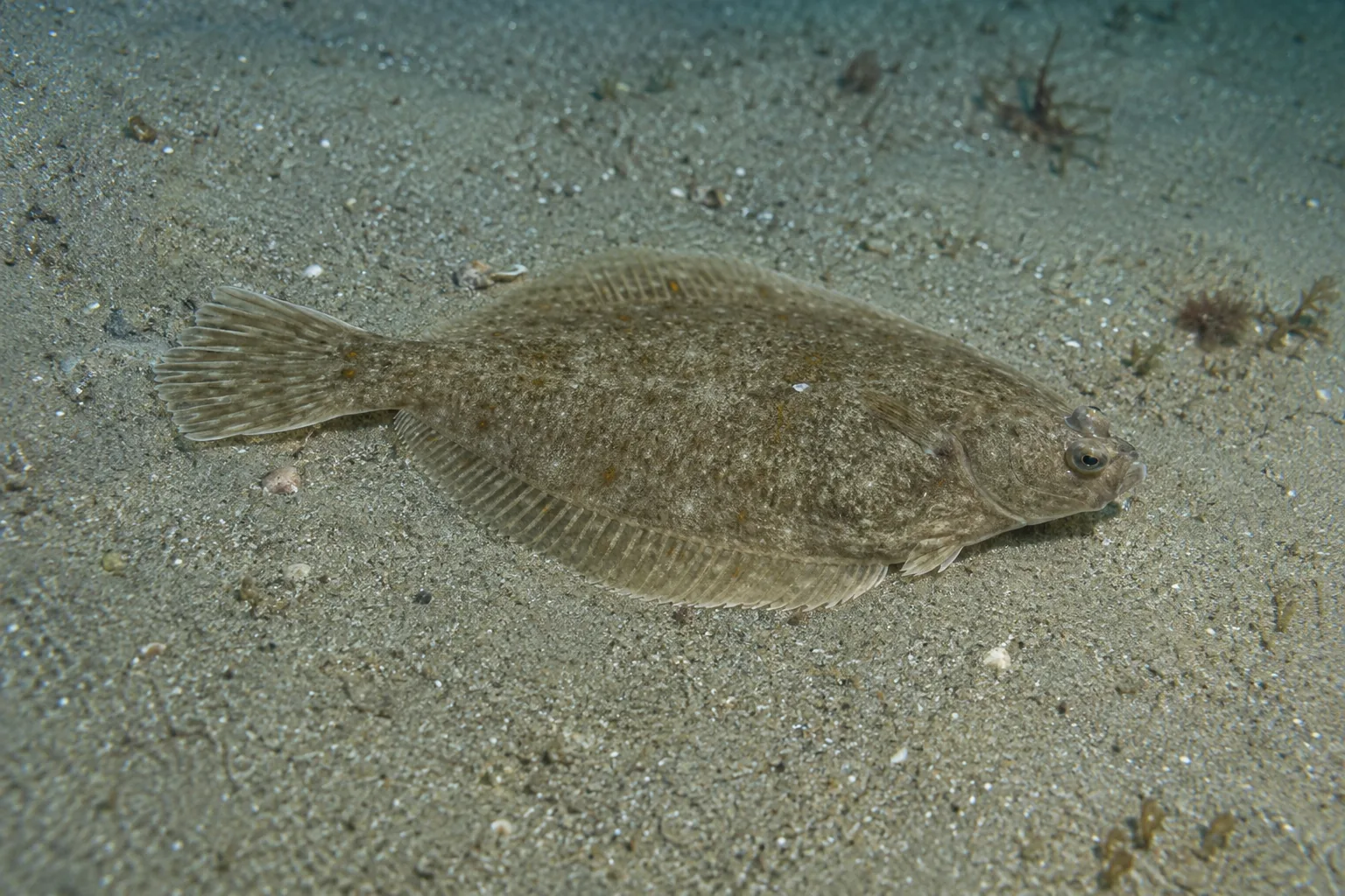 Solha-das-pedras (Platichthys flesus) — fotografia da espécie, ficha do Pesca Portugal