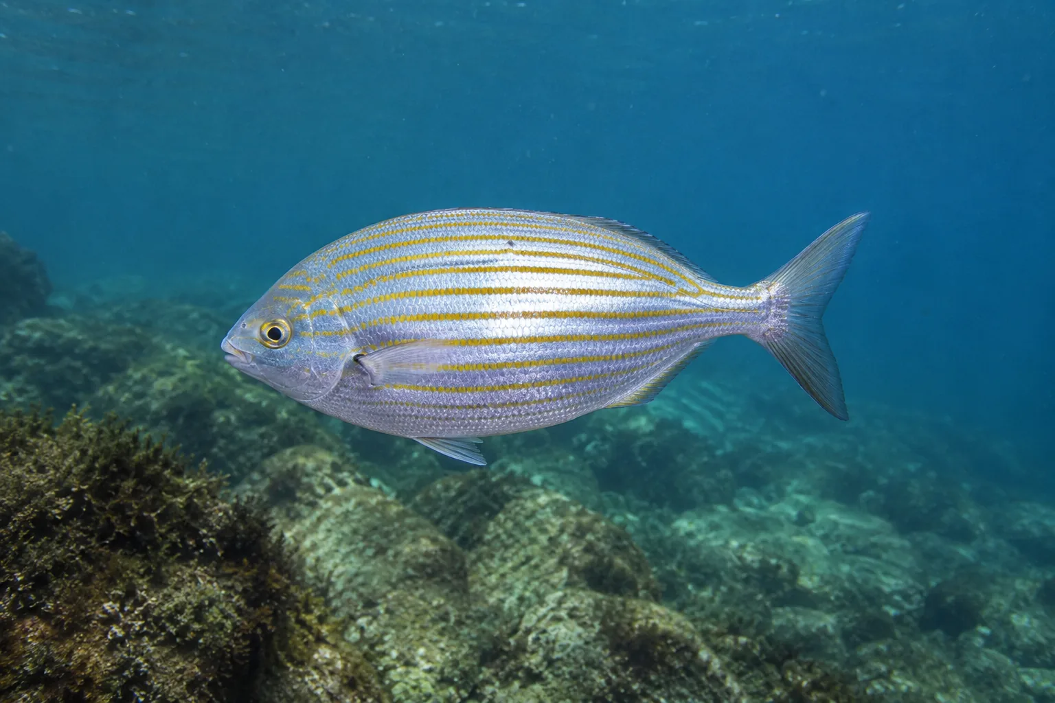 Salema (Sarpa salpa) — fotografia da espécie, ficha do Pesca Portugal