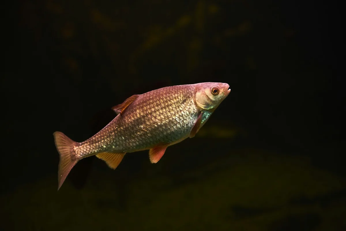 Peixe de água doce a nadar em água escura