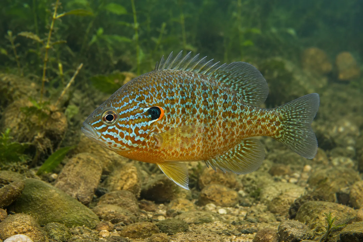 Perca-sol (Lepomis gibbosus) — fotografia da espécie, ficha do Pesca Portugal