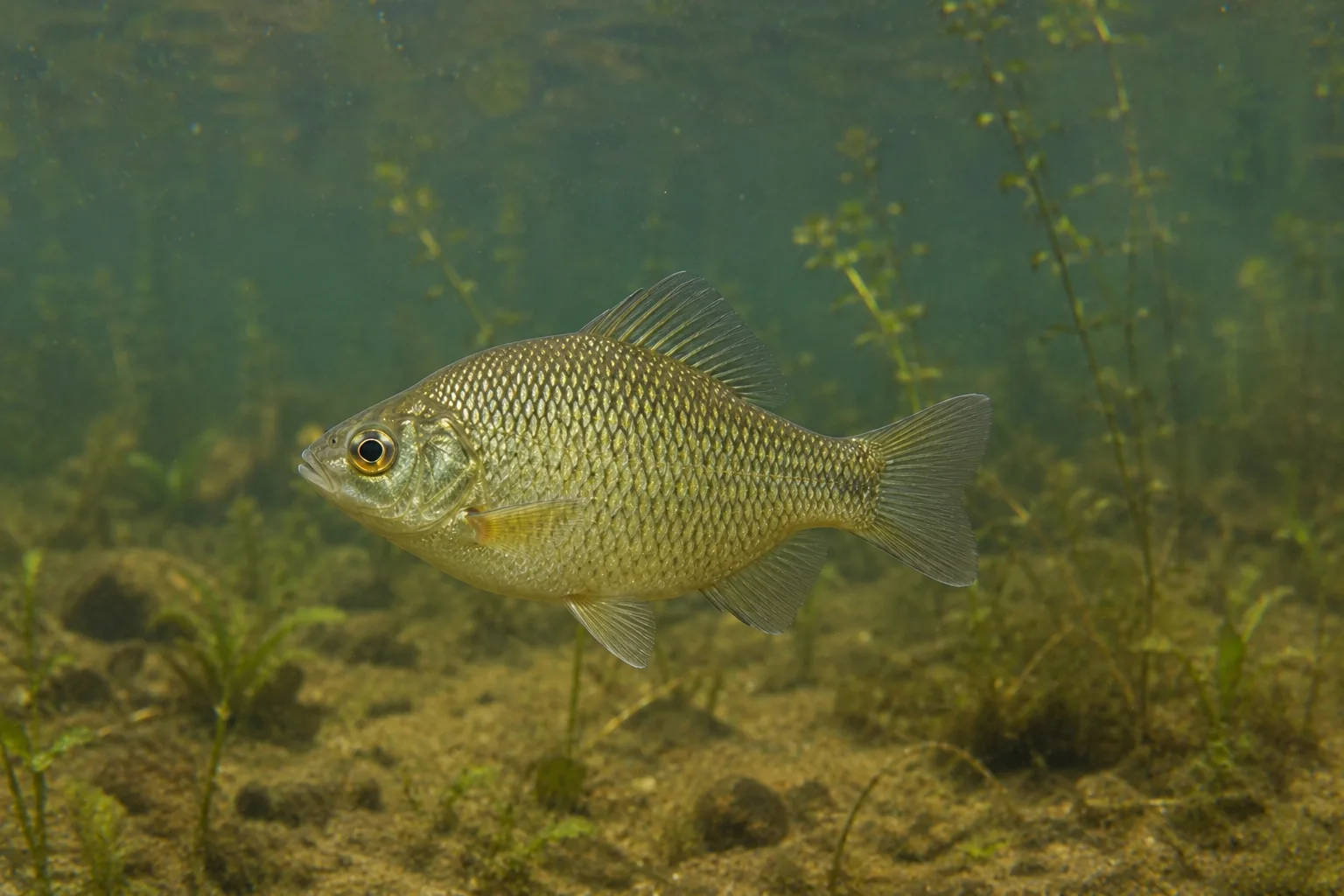 Pimpão (Carassius auratus) — fotografia da espécie, ficha do Pesca Portugal